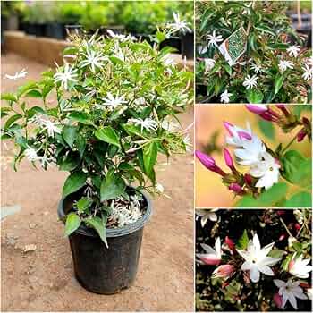 Star Jasmin (kunda) Flowering Live Plant (pack Of - 1)