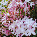 Star Jasmin (kunda) Flowering Live Plant (pack Of - 1)