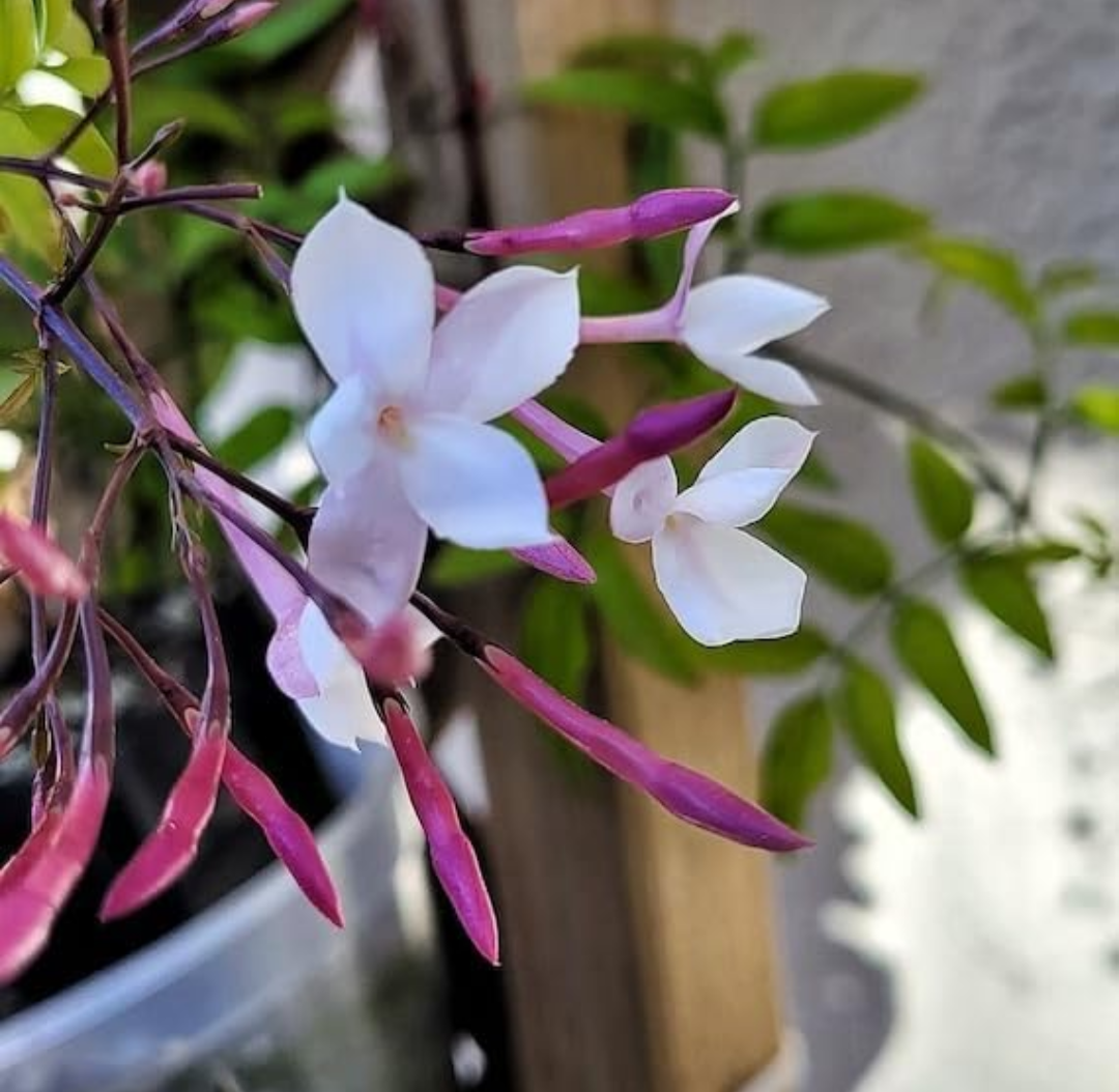 Star Jasmin (kunda) Flowering Live Plant (pack Of - 1)