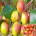 Thai Apple Ber Grafted Hybrid Fruit Plant