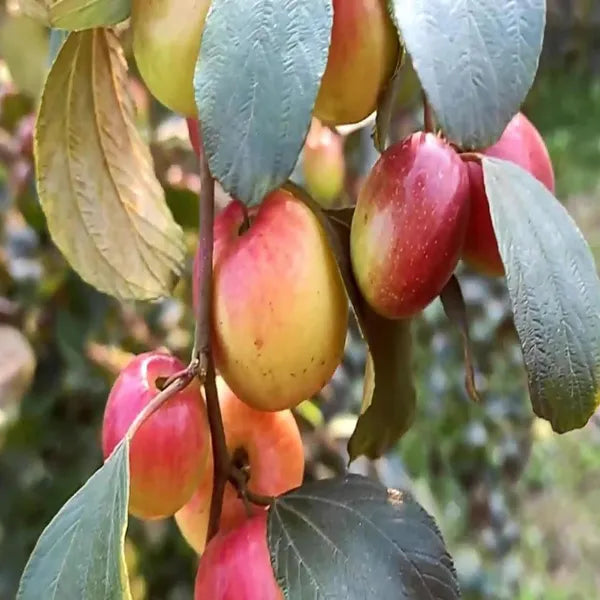 Thai Apple Ber Grafted Fruit Plant