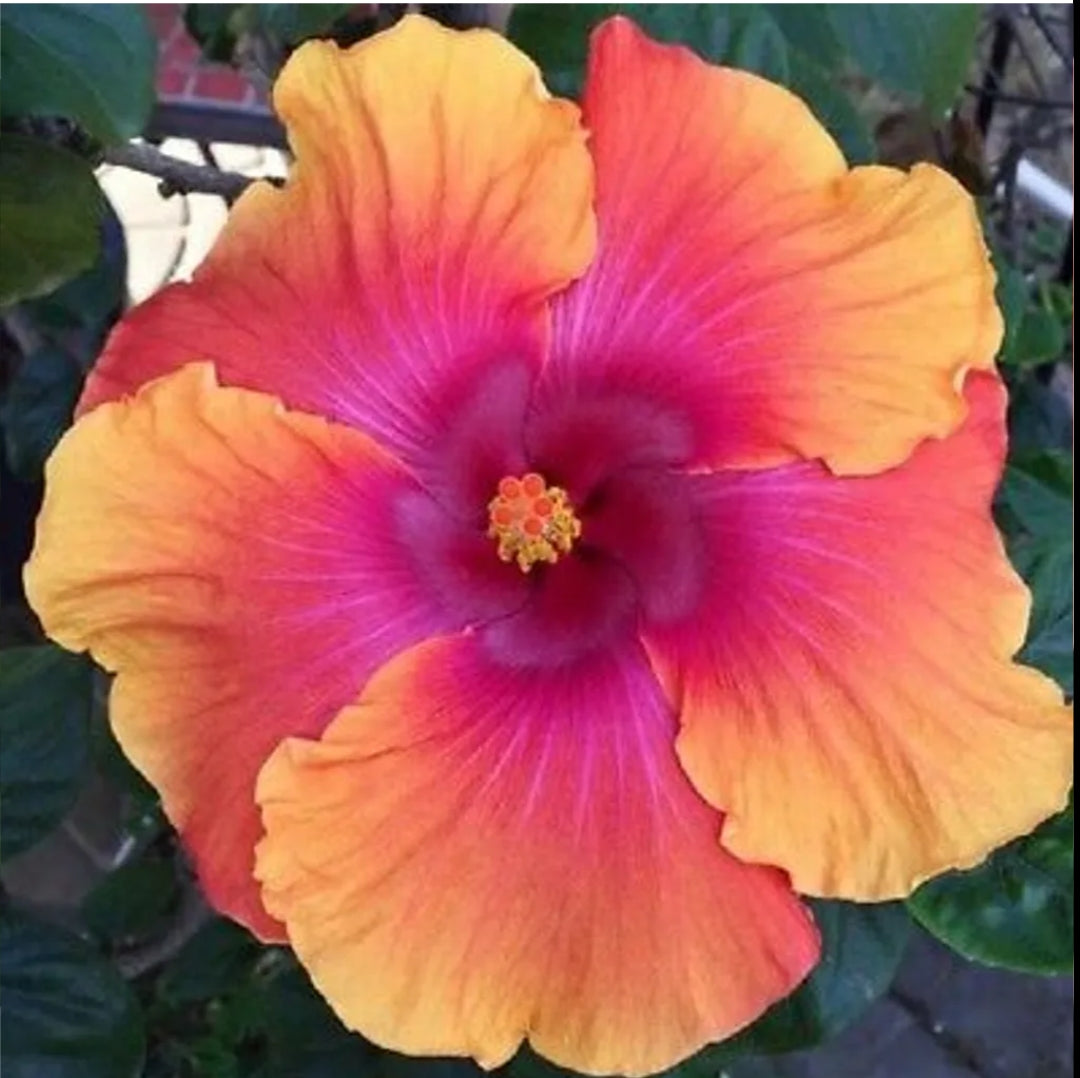 American Varitey American Hibiscus Flower Plant