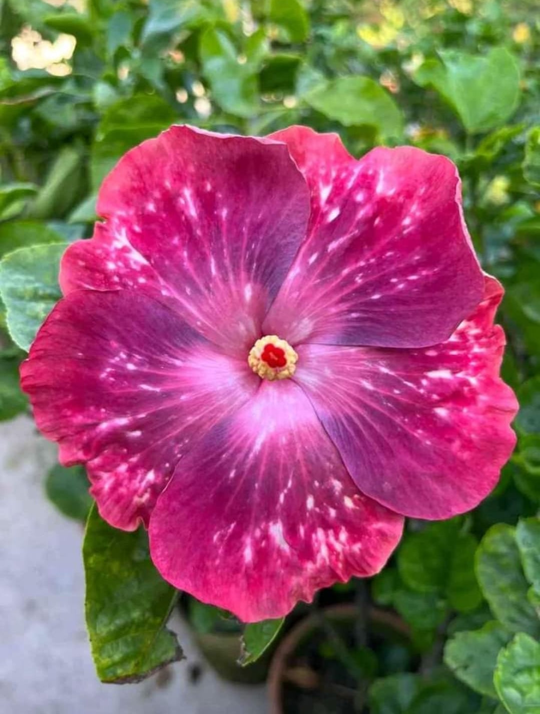 American Varitey American Hibiscus Flower Plant
