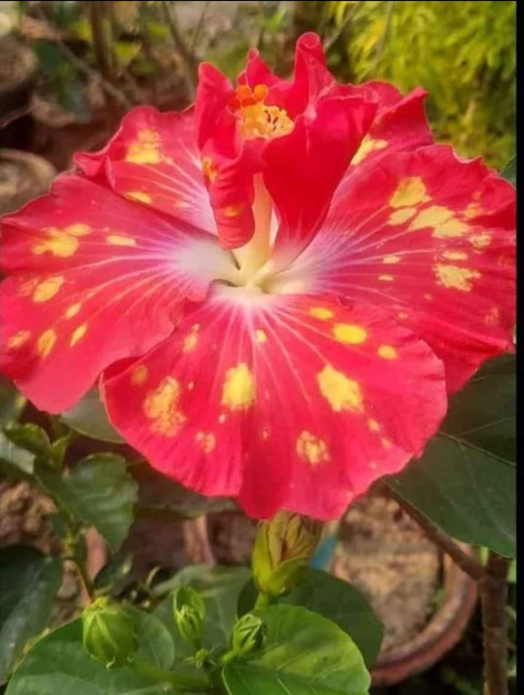 American Varitey American Hibiscus Flower Plant