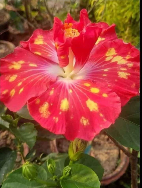 American Varitey American Hibiscus Flower Plant