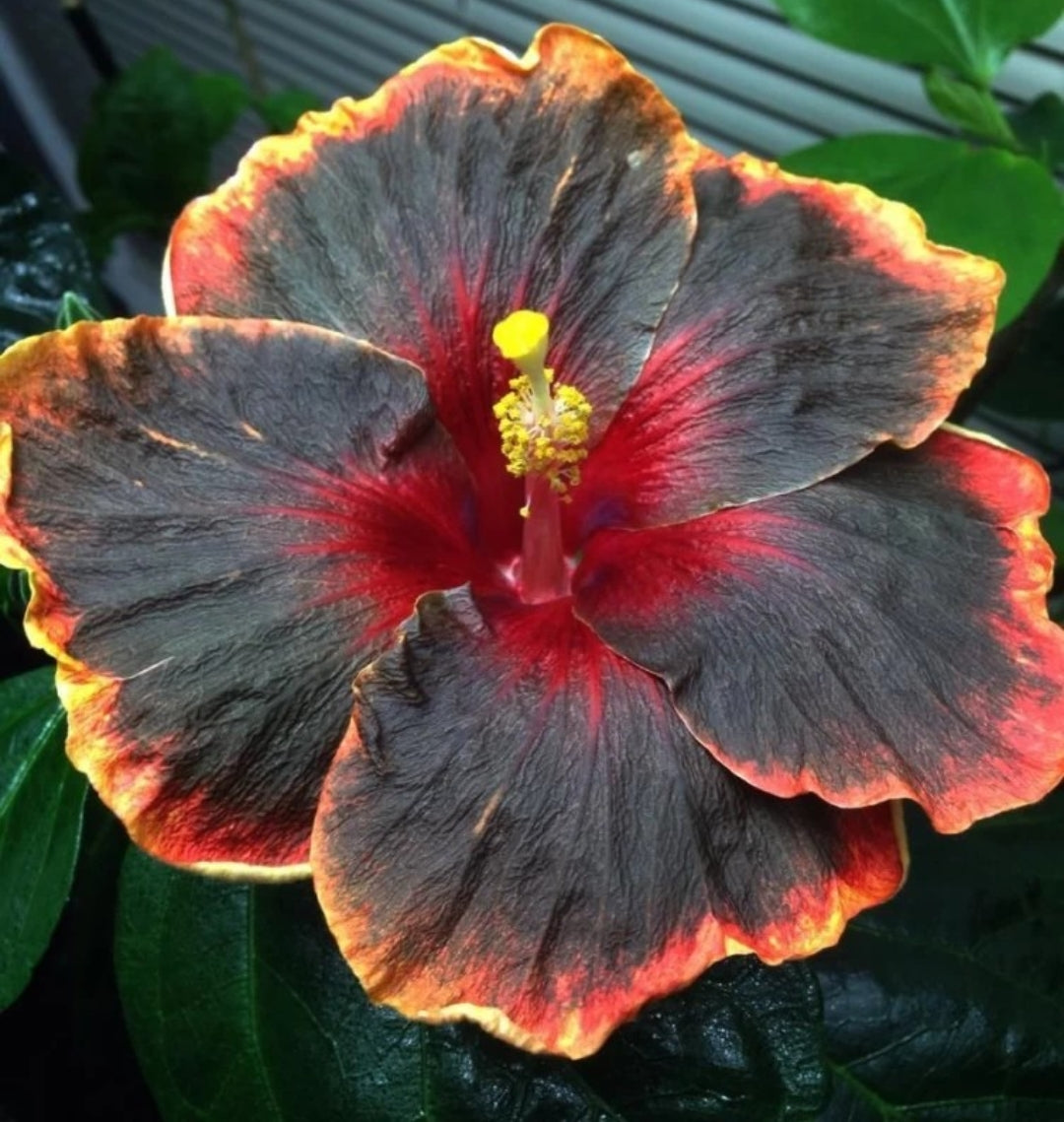 American Hibiscus Hybrid Flower Plant