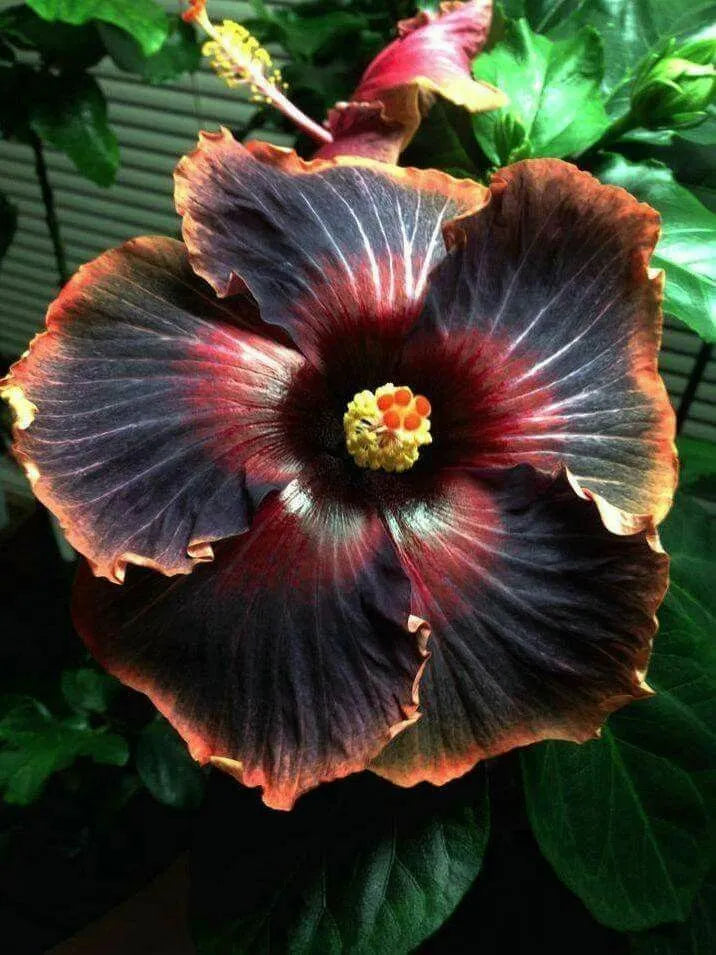 American Hibiscus Hybrid Flower Plant