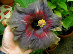 American Varitey Hibiscus Flower Hybrid Plant