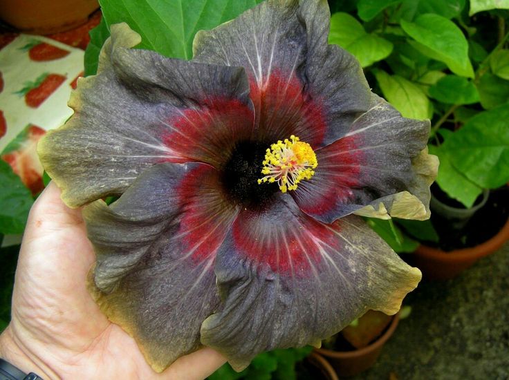 American Varitey Hibiscus Flower Hybrid Plant