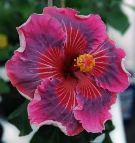 Australian Varitey Hibiscus Flower Hybrid Plant