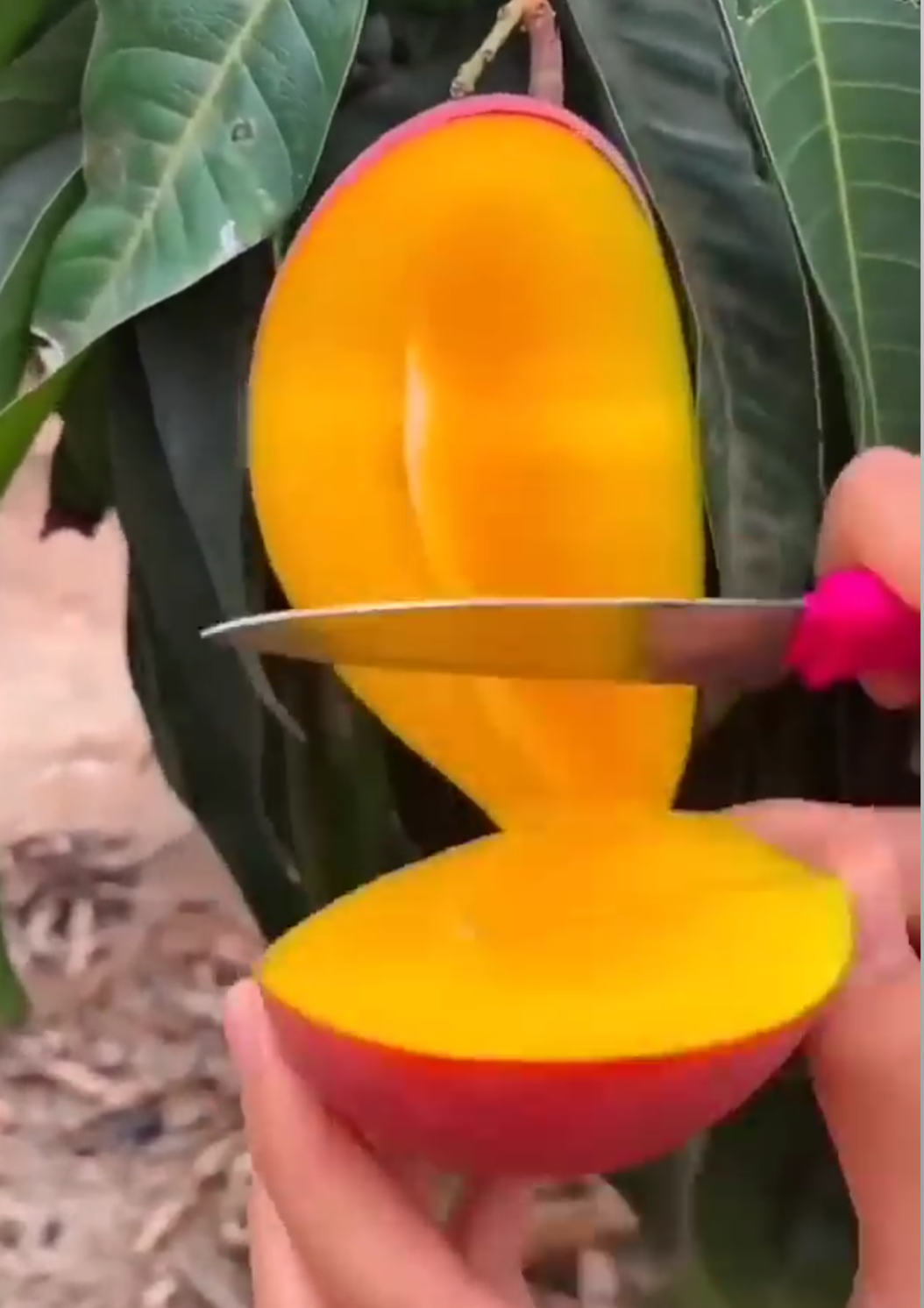Sindhu Mango Hybrid Grafted Plant