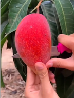 Sindhu Mango Hybrid Grafted Plant