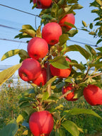 Pack of 2 Hot Climate HR 99 Apple Hybrid Fruit Plant + Rare Blue Hibiscus Flower Plant
