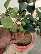 Pack of 2 Hot Climate HR 99 Apple Hybrid Fruit Plant + Rare Blue Hibiscus Flower Plant