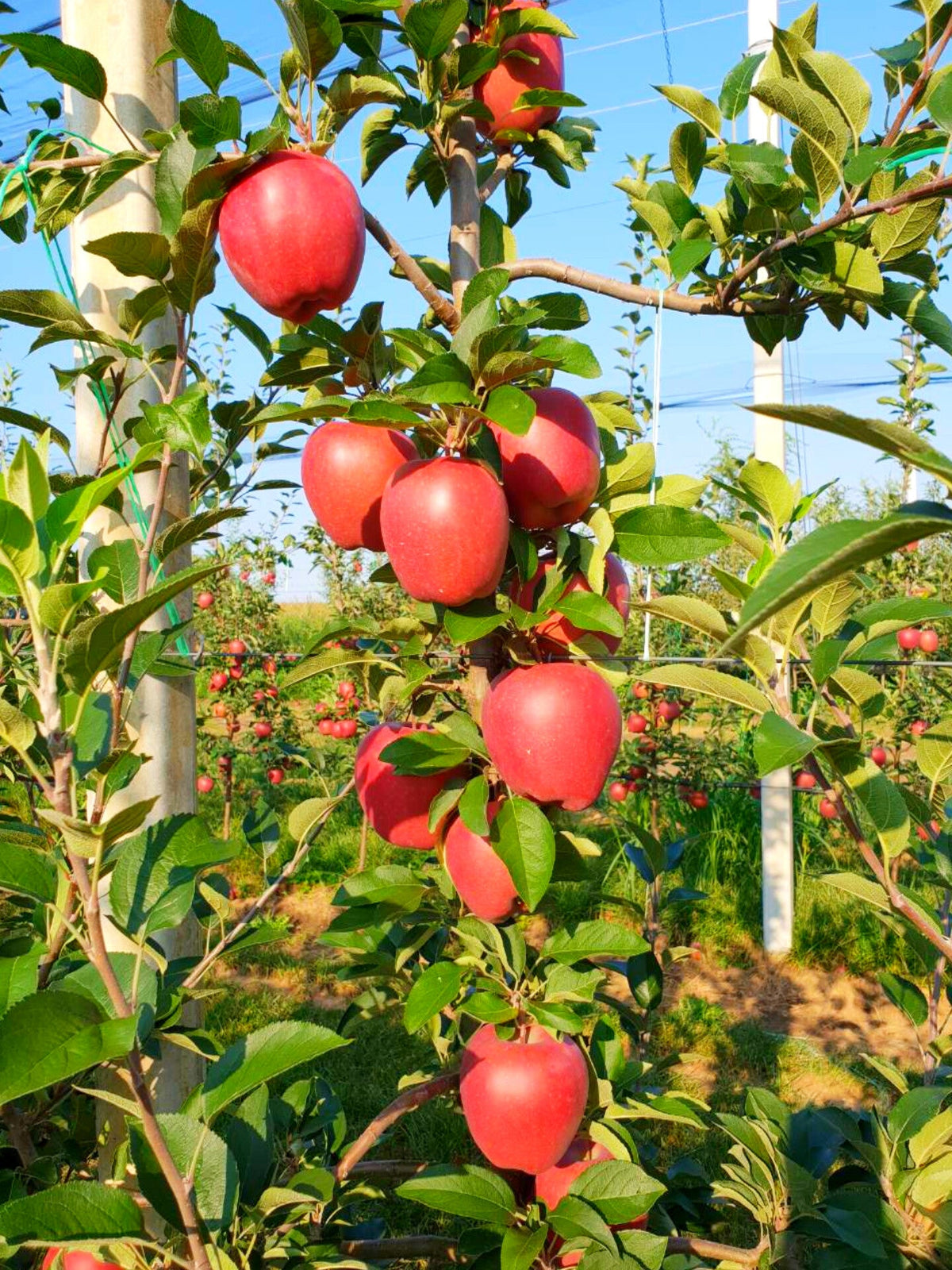 Pack of 2 Hot Climate HR 99 Apple Hybrid Fruit Plant + Rare Blue Hibiscus Flower Plant