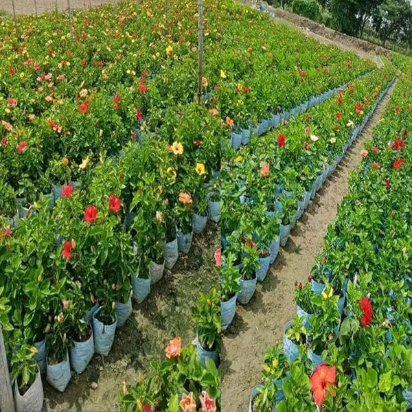 Pack of 2 Hot Climate HR 99 Apple Hybrid Fruit Plant + Rare Blue Hibiscus Flower Plant