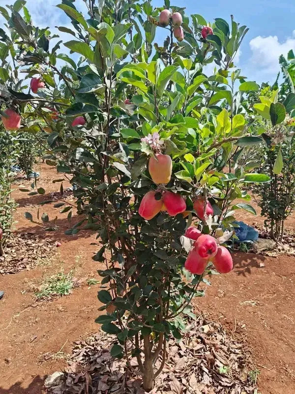 Pack of 2 Hot Climate HR 99 Apple Hybrid Fruit Plant + Rare Blue Hibiscus Flower Plant