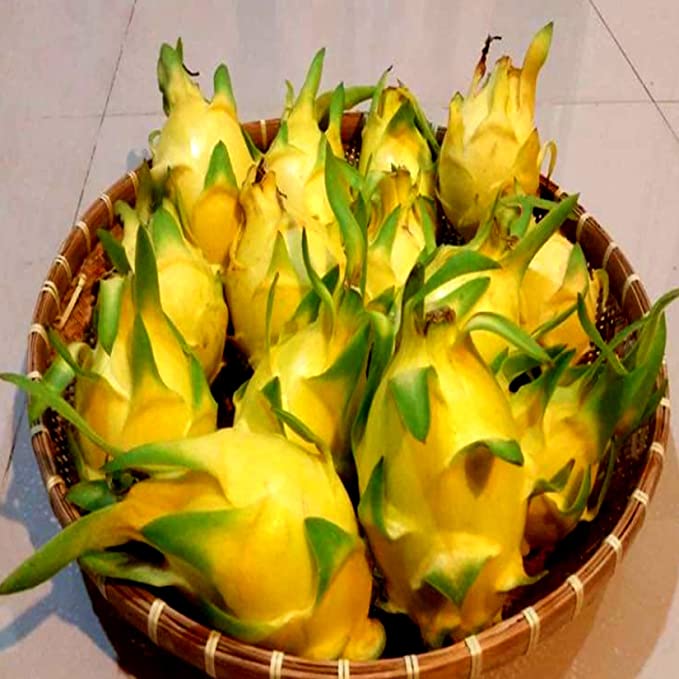 Thai Variety Hybrid Dragon Fruit Plant