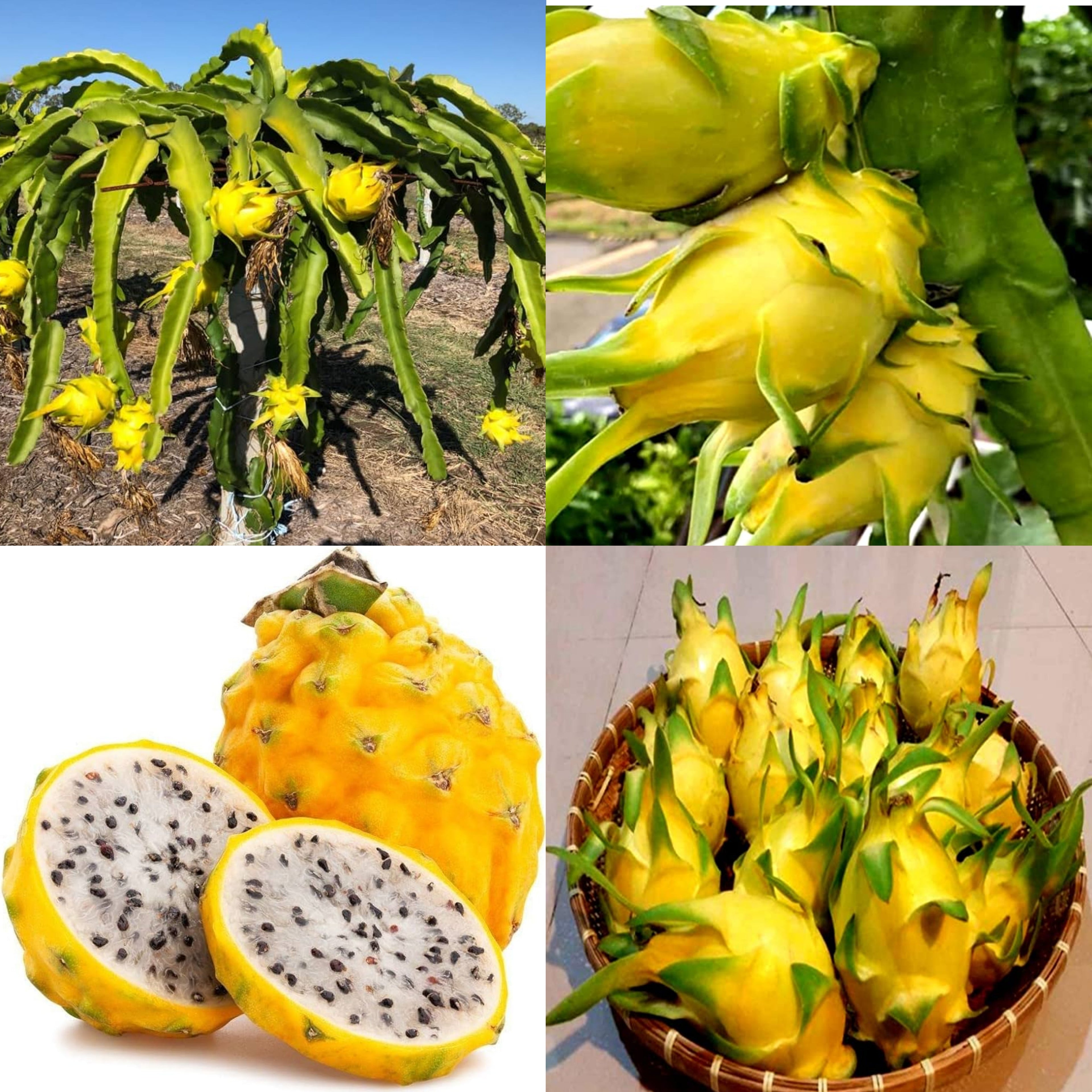 Yellow Dragon Hybrid Fruit Plant