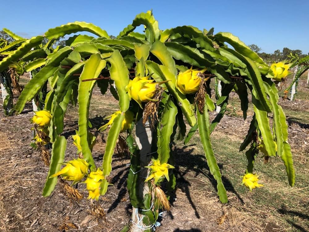 Thai Variety Hybrid Dragon Fruit Plant