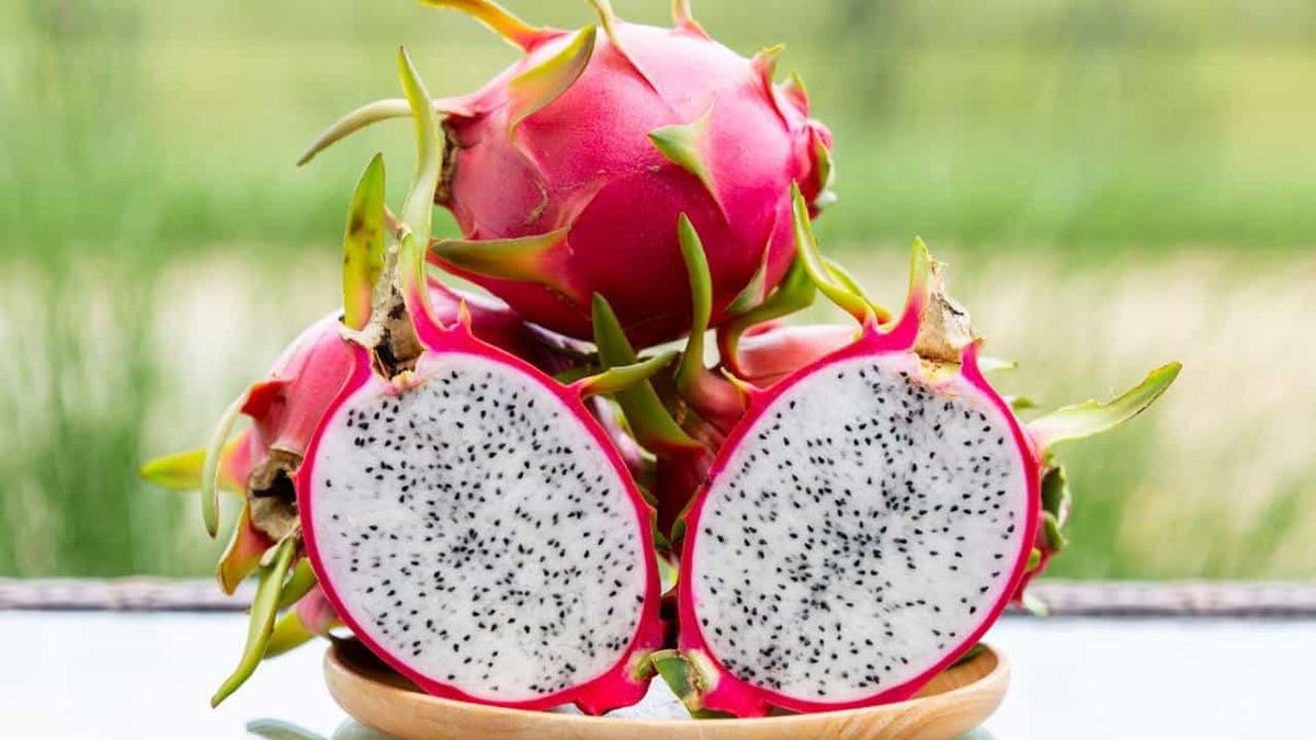 Thai White Dragon Fruit Hybrid Plant