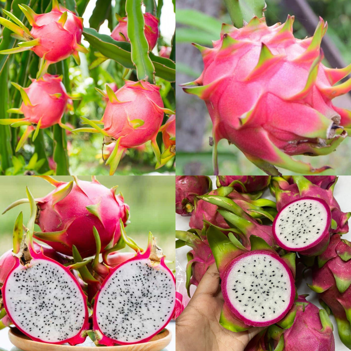 Thai White Dragon Fruit Hybrid Plant