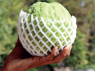 Thai - 7 Guava Hybrid Fruit Plant