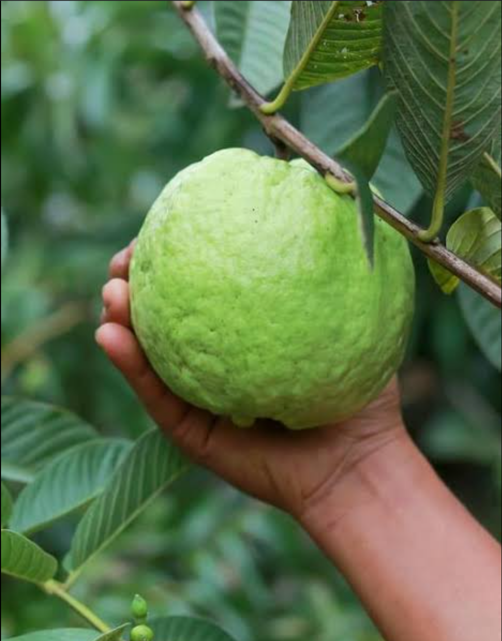 Thai - 7 Guava Hybrid Fruit Plant