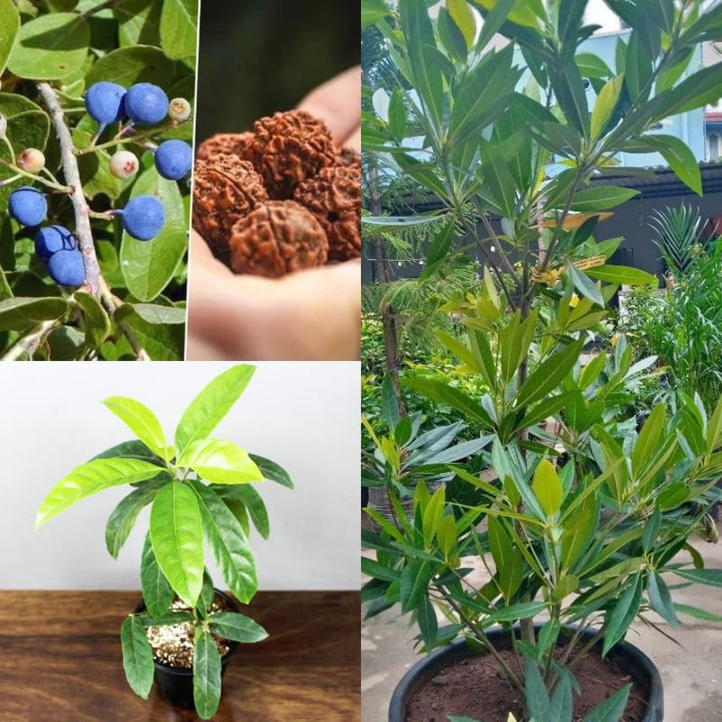 Rudraksha Himalayan Hybrid Orignal Plant (pack Of - 1)