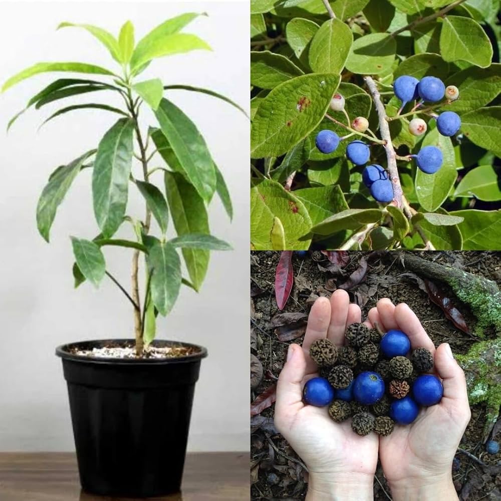 Rudraksha Himalayan Hybrid Orignal Plant (pack Of - 1)