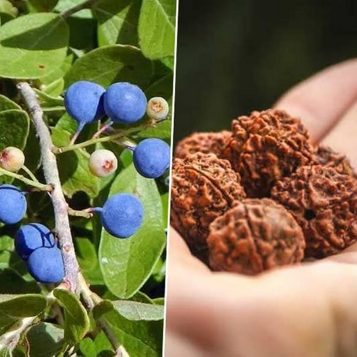 Rudraksha Himalayan Hybrid Orignal Plant (pack Of - 1)