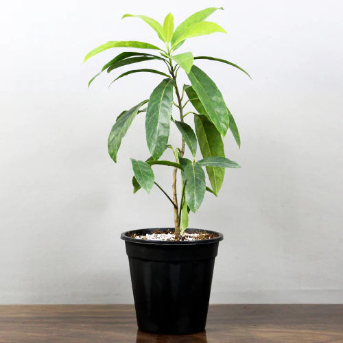 Rudraksha Himalayan Hybrid Orignal Plant (pack Of - 1)