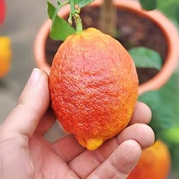 Thai Variety Red Lemon Hybrid Fruit Plant