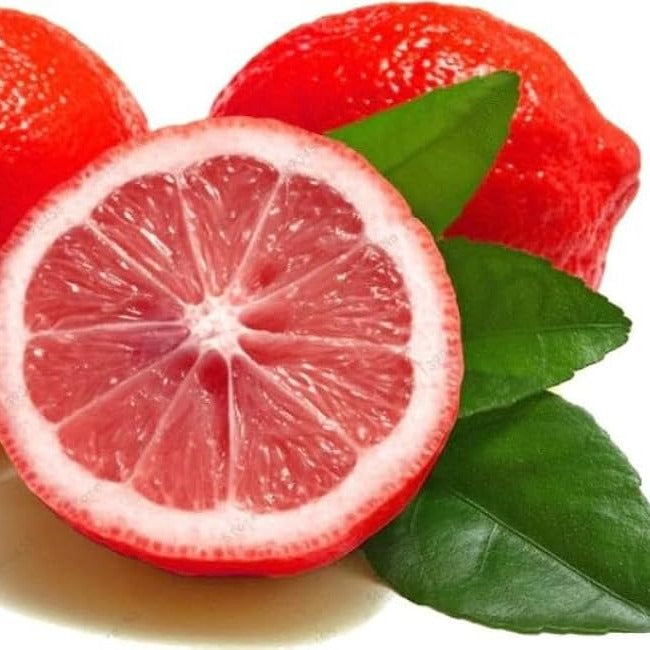 Thai Variety Red Lemon Hybrid Fruit Plant
