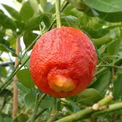 Thai Variety Red Lemon Hybrid Fruit Plant