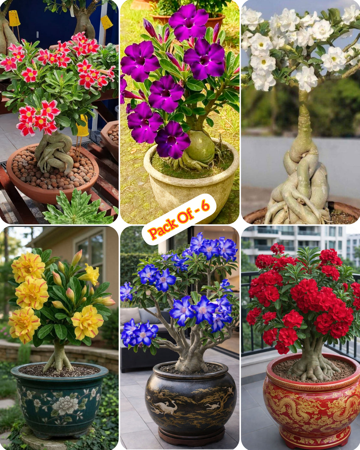 Adenium Plant Live Combo Without Pot Bonsai Multi Petal Desert Rose Pack Of - 6 (ALL plants are seedling Plants)
