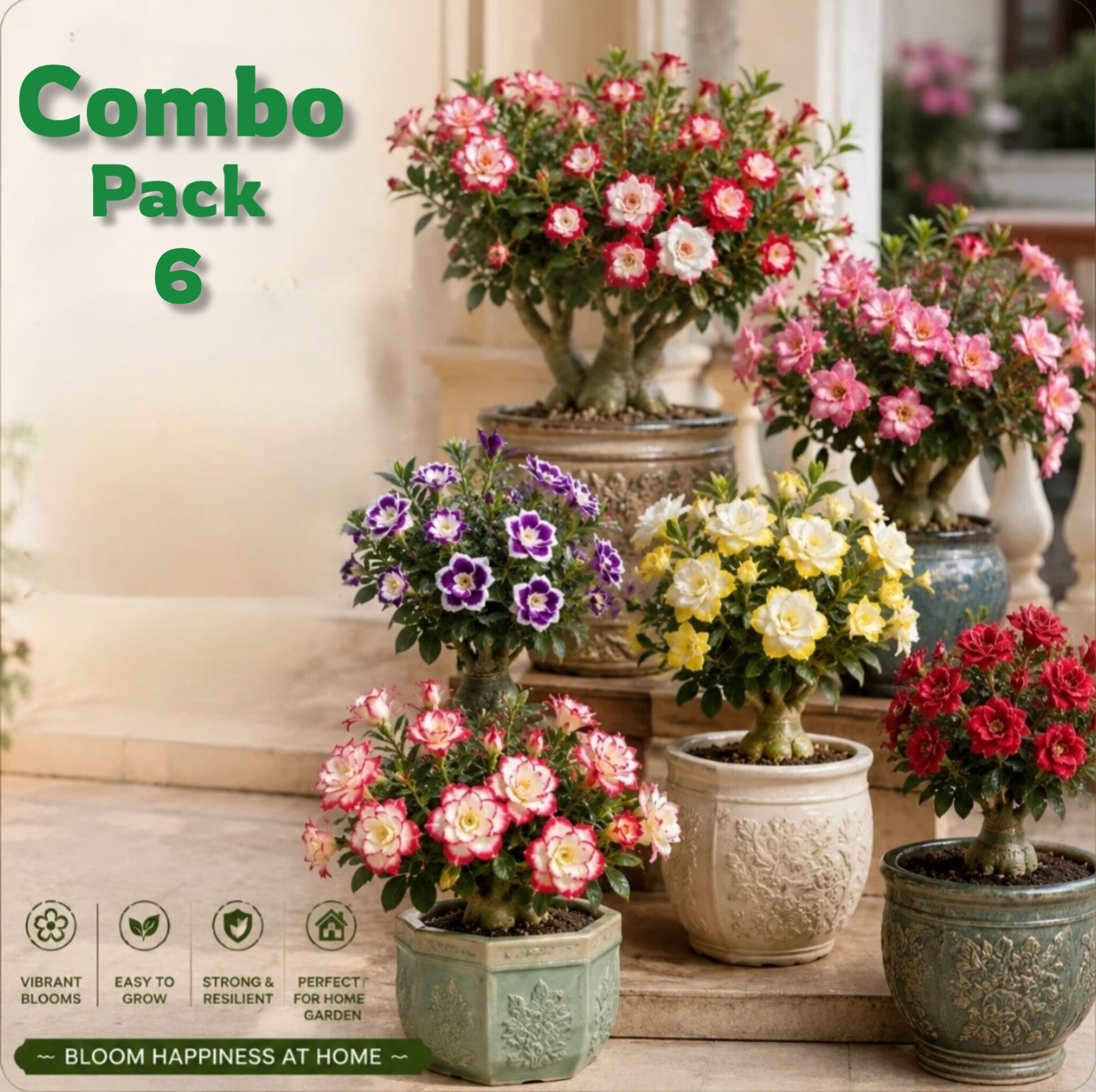 Adenium Plant Live Combo Without Pot Bonsai Multi Petal Desert Rose Pack Of - 6 (ALL plants are seedling Plants)