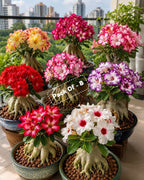 Adenium Plant Live Combo Without Pot Bonsai Multi Petal Desert Rose Pack Of - 8 (ALL plants are seedling Plants)