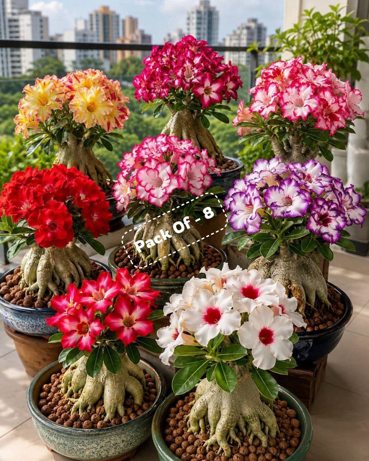 Adenium Plant Live Combo Without Pot Bonsai Multi Petal Desert Rose Pack Of - 8 (ALL plants are seedling Plants)
