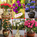 Adenium Plant Live Combo Without Pot Bonsai Multi Petal Desert Rose Pack Of - 6 (ALL plants are seedling Plants)