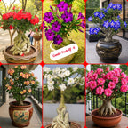 Adenium Plant Live Combo Without Pot Bonsai Multi Petal Desert Rose Pack Of - 6 (ALL plants are seedling Plants)