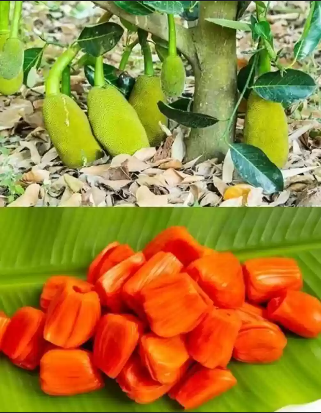 Thailand Red Jack Fruit Grafted Dwarf Variety Fruit Plant