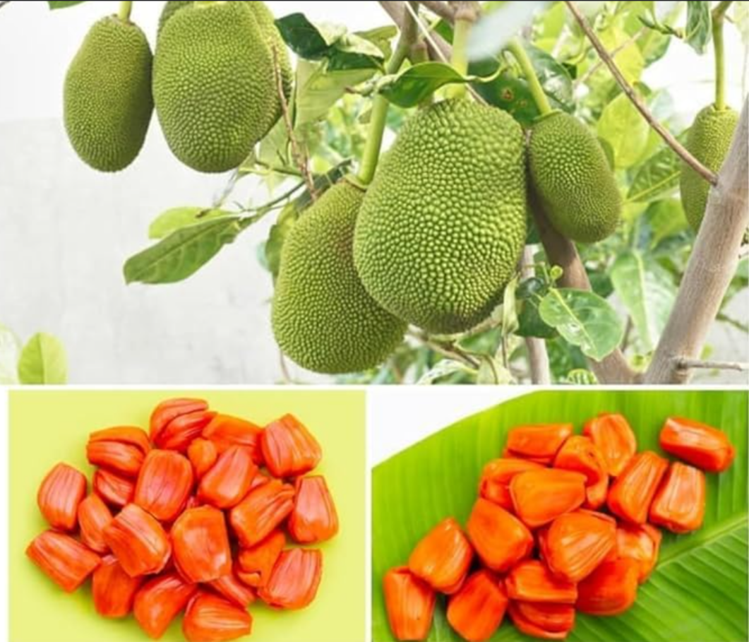 Thailand Red Jack Fruit Grafted Dwarf Variety Fruit Plant