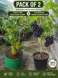 Pack of 2 Thai All Time Jack Fruit Hybrid Grafted Plant + Thai Seedless Finger Grapes Hybrid Fruit Plant (Air Learning Grafted)