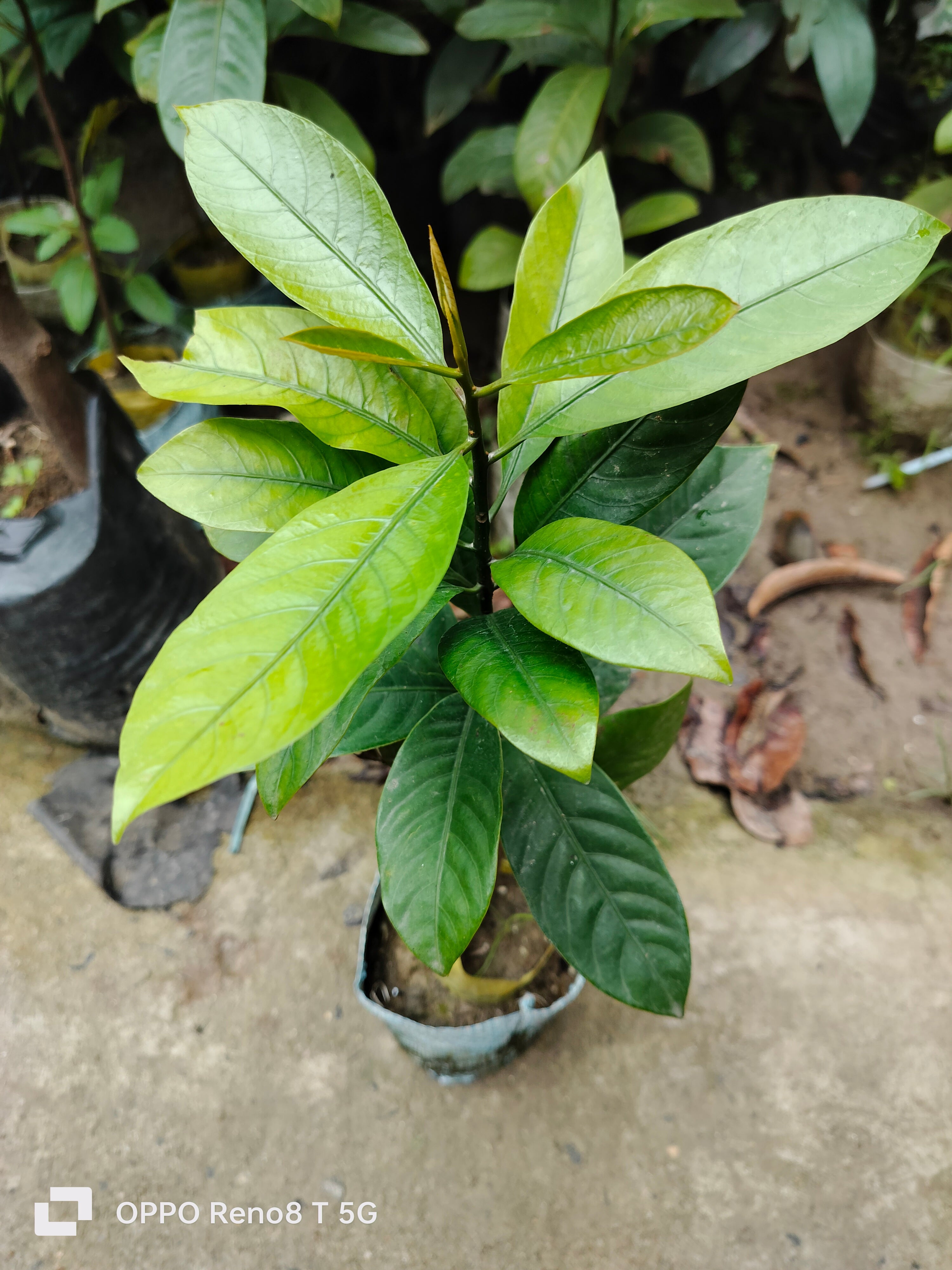 Jaifal Biryani Masala Plant, For Your Home Garden 1 Healthy Plant