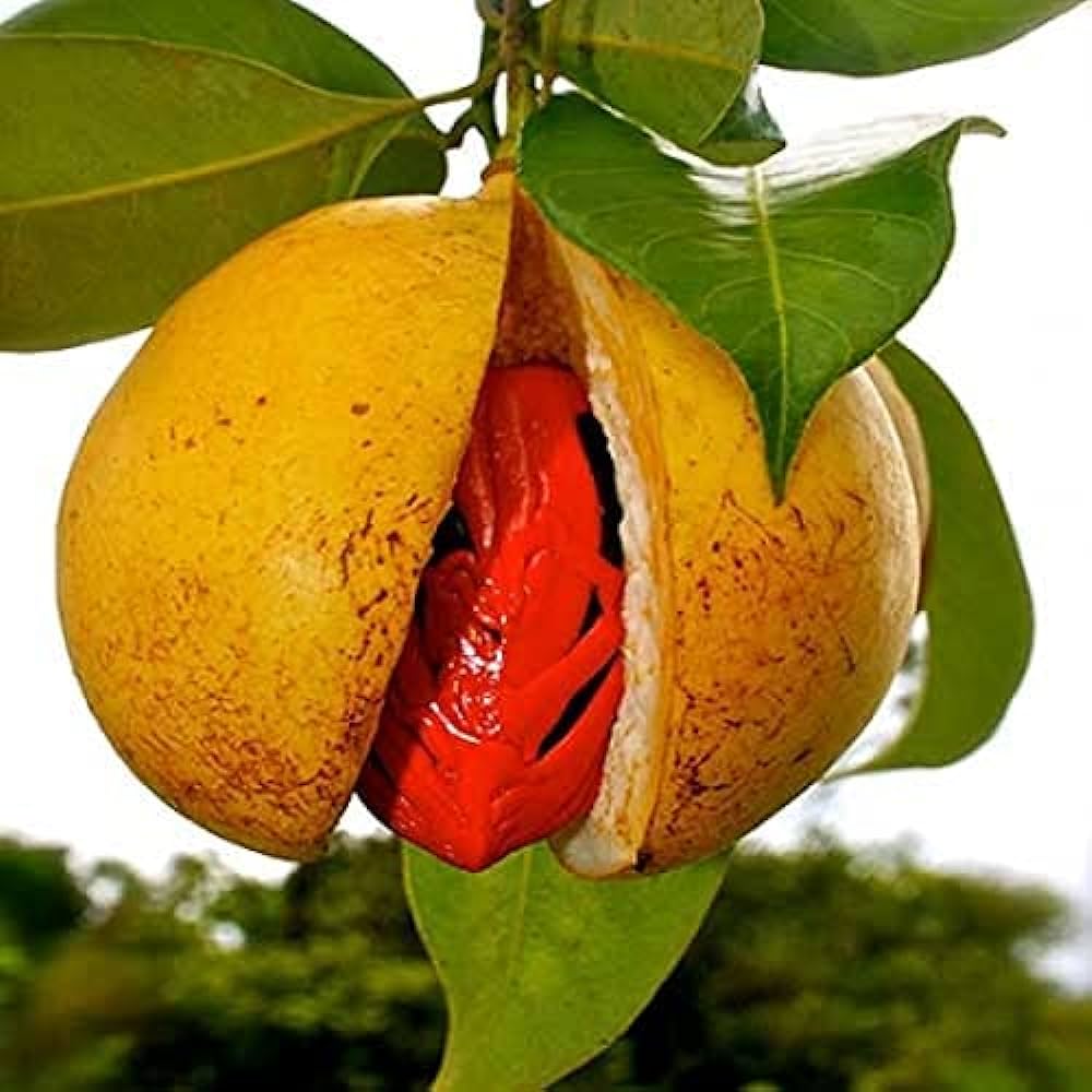 Jaifal Biryani Masala Plant, For Your Home Garden 1 Healthy Plant