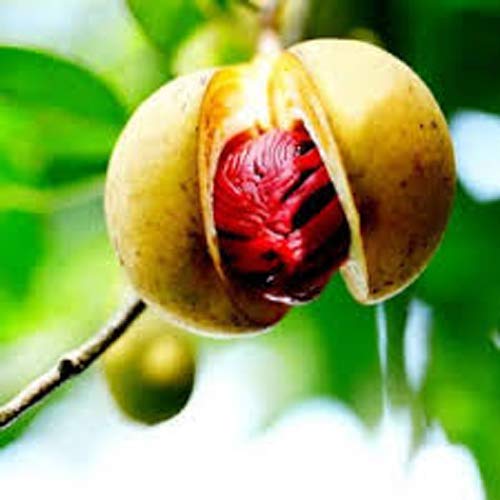 Jaifal Seedling Masala Plant