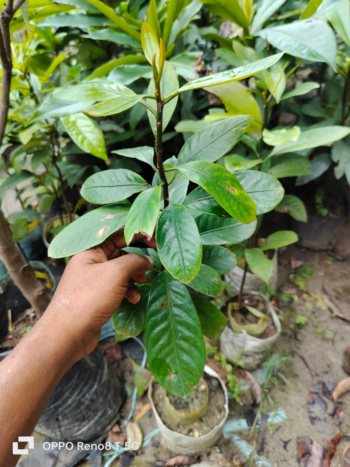 Jaifal Seedling Masala Plant