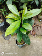Jaifal Seedling Masala Plant