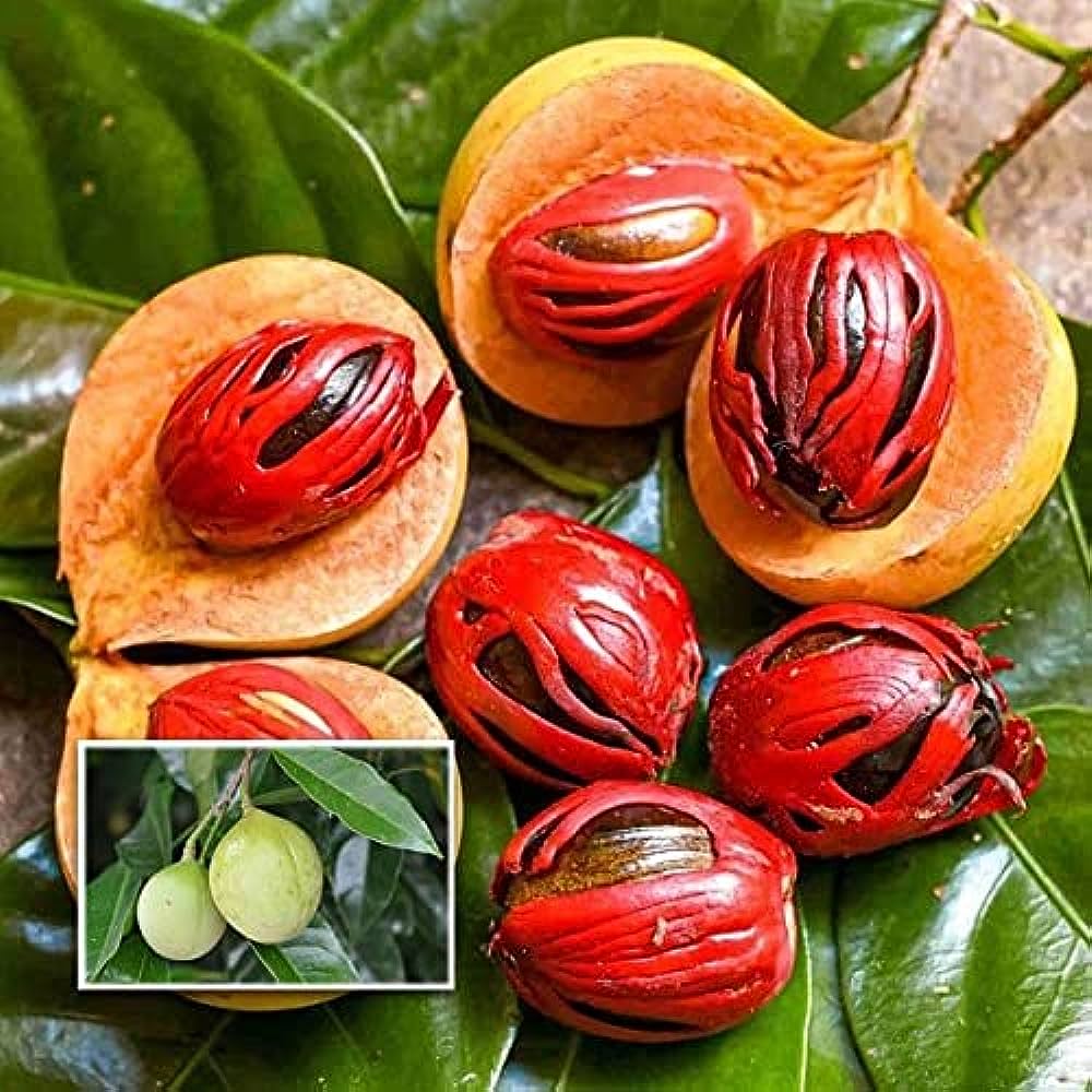 Jaifal Seedling Masala Plant